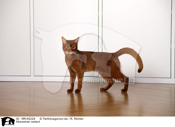 Abessinier variant / Abyssinian variant / RR-46228