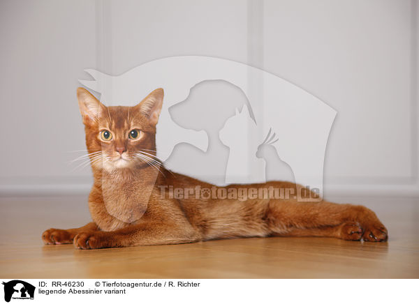 liegende Abessinier variant / Abyssinian variant / RR-46230