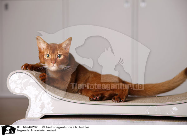 liegende Abessinier variant / Abyssinian variant / RR-46232