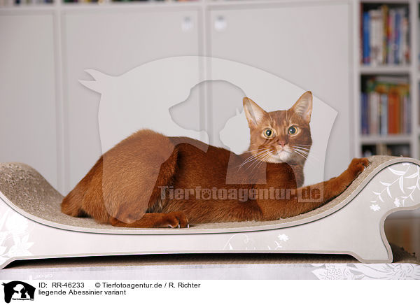 liegende Abessinier variant / Abyssinian variant / RR-46233