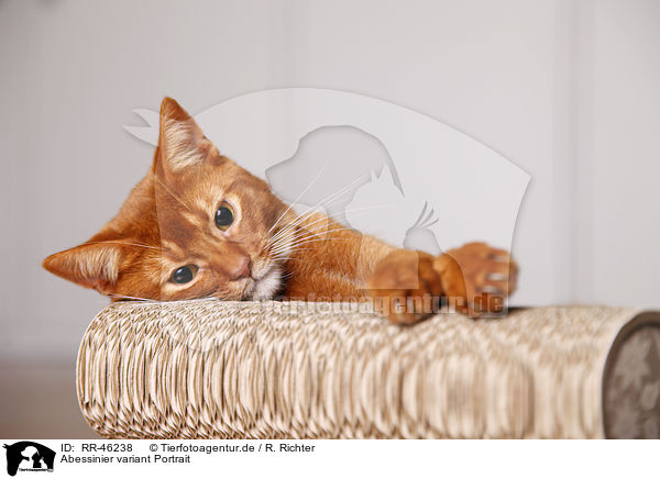 Abessinier variant Portrait / Abyssinian variant / RR-46238