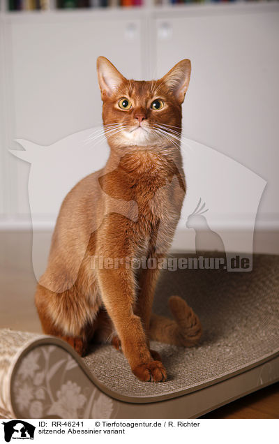 sitzende Abessinier variant / Abyssinian variant / RR-46241