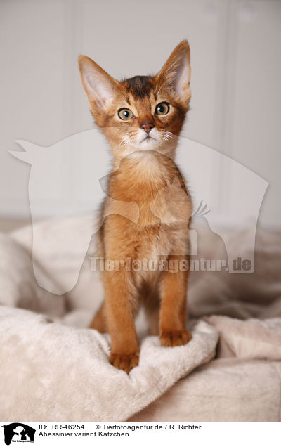 Abessinier variant Ktzchen / Abyssinian variant / RR-46254