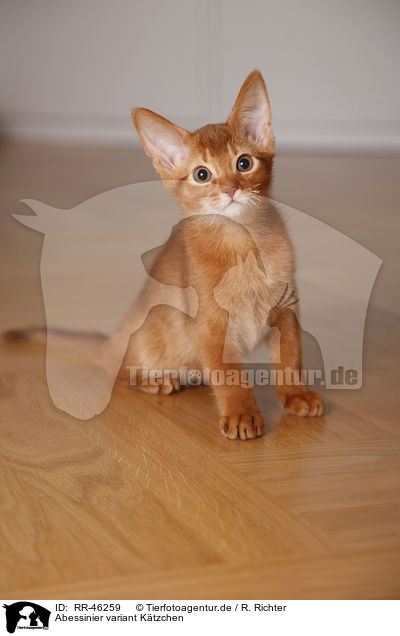 Abessinier variant Ktzchen / Abyssinian variant / RR-46259