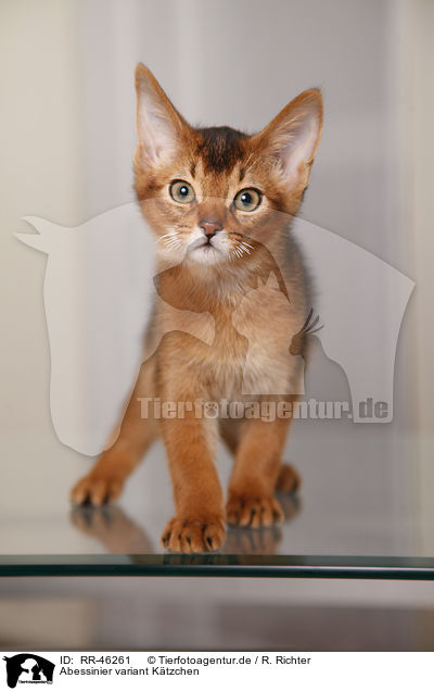 Abessinier variant Ktzchen / Abyssinian variant / RR-46261