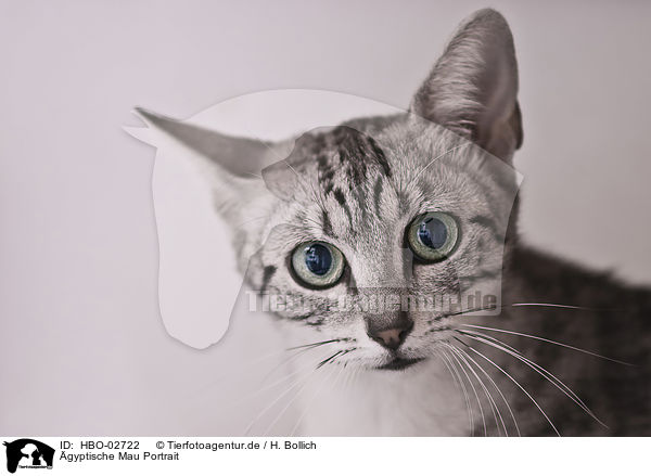 gyptische Mau Portrait / Egyptian Mau Portrait / HBO-02722