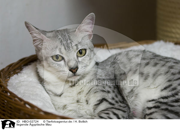 liegende gyptische Mau / lying Egyptian Mau / HBO-02724