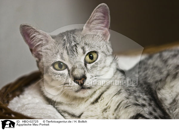 gyptische Mau Portrait / Egyptian Mau Portrait / HBO-02725