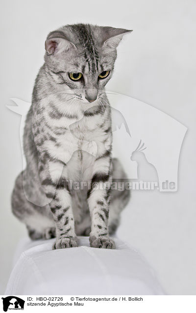 sitzende gyptische Mau / sitting Egyptian Mau / HBO-02726