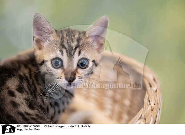 gyptische Mau / Egyptian Mau / HBO-07638