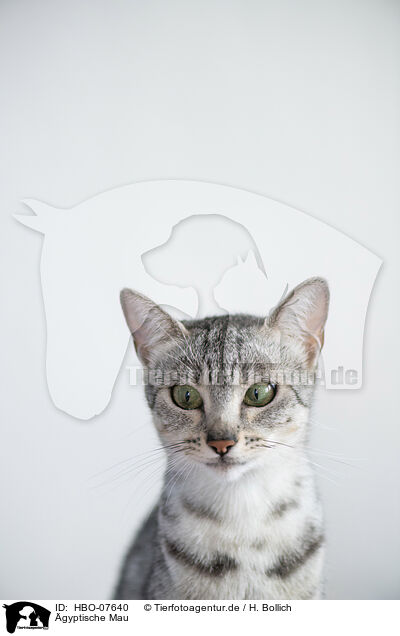 gyptische Mau / Egyptian Mau / HBO-07640