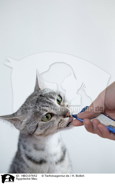 gyptische Mau / Egyptian Mau / HBO-07642