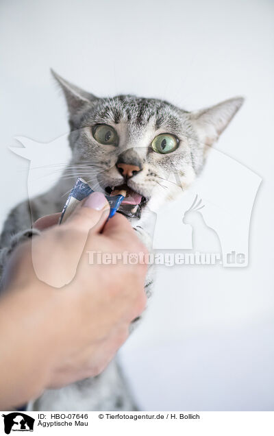 gyptische Mau / Egyptian Mau / HBO-07646