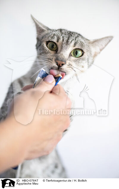�gyptische Mau / Egyptian Mau / HBO-07647