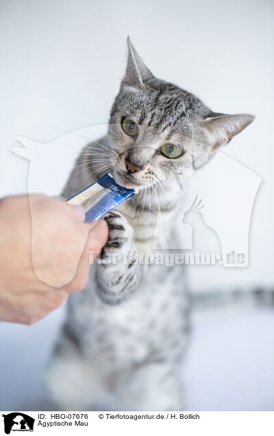 gyptische Mau / Egyptian Mau / HBO-07676