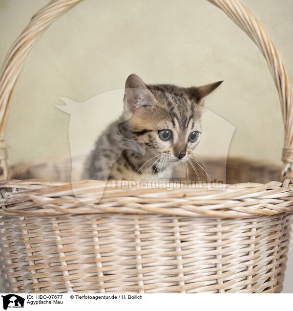 gyptische Mau / Egyptian Mau / HBO-07677