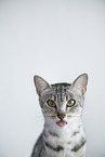 gyptische Mau