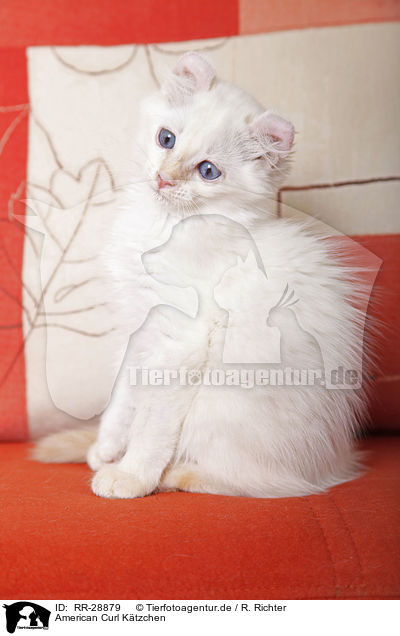 American Curl Ktzchen / American Curl kitten / RR-28879