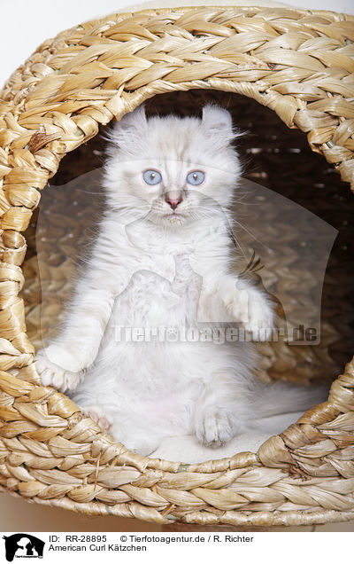 American Curl K�tzchen / American Curl kitten / RR-28895