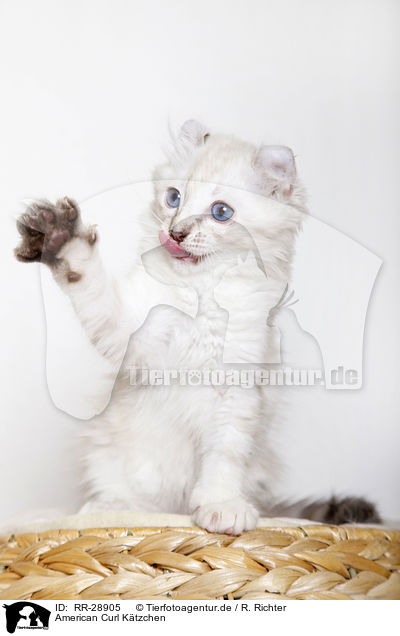 American Curl Ktzchen / American Curl kitten / RR-28905