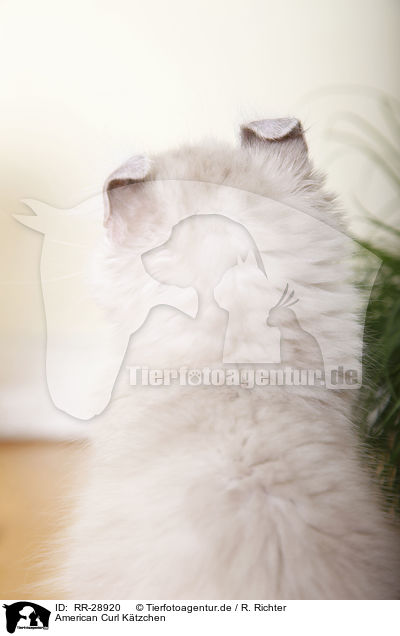 American Curl Ktzchen / American Curl kitten / RR-28920