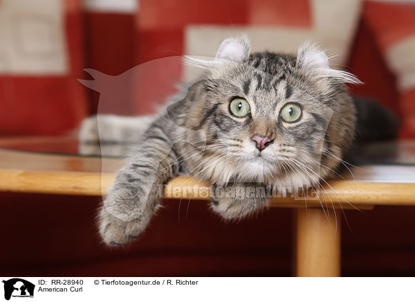 American Curl / RR-28940