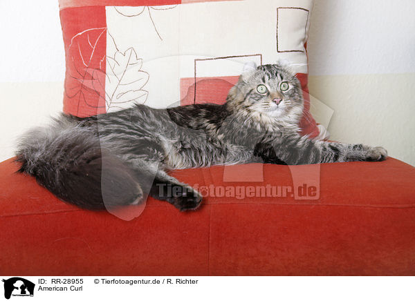 American Curl / American Curl / RR-28955