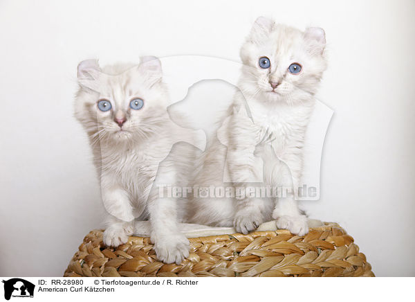 American Curl Ktzchen / American Curl kitten / RR-28980