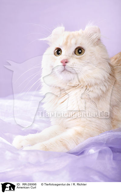 American Curl / RR-28996