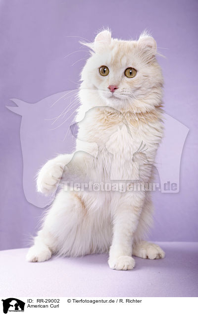 American Curl / RR-29002