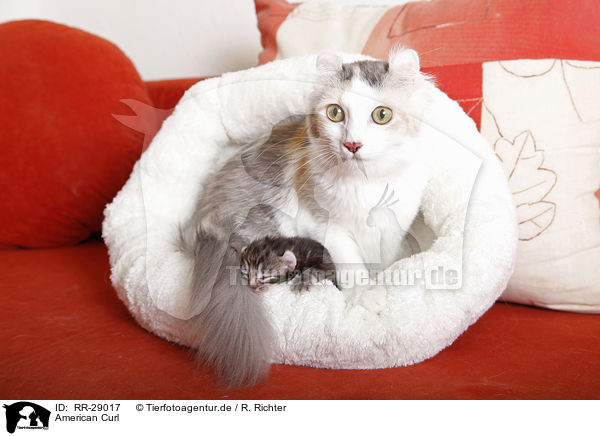 American Curl / RR-29017