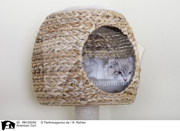 American Curl / American Curl / RR-29056