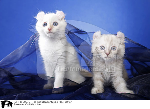 American Curl K�tzchen / American Curl kitten / RR-29070