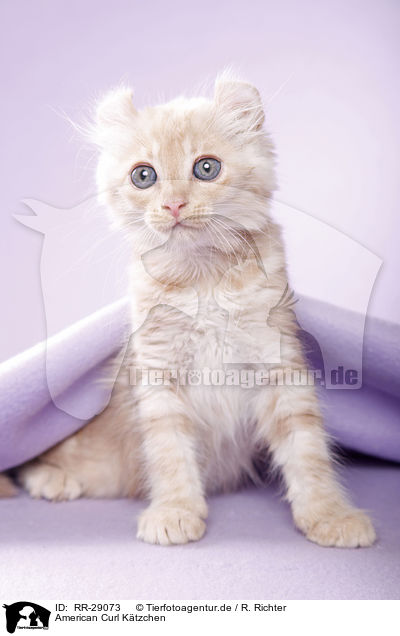 American Curl Ktzchen / American Curl kitten / RR-29073