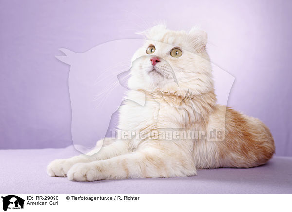 American Curl / RR-29090