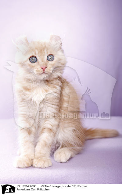 American Curl Ktzchen / RR-29091