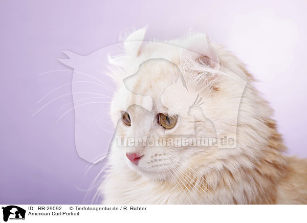 American Curl Portrait / RR-29092