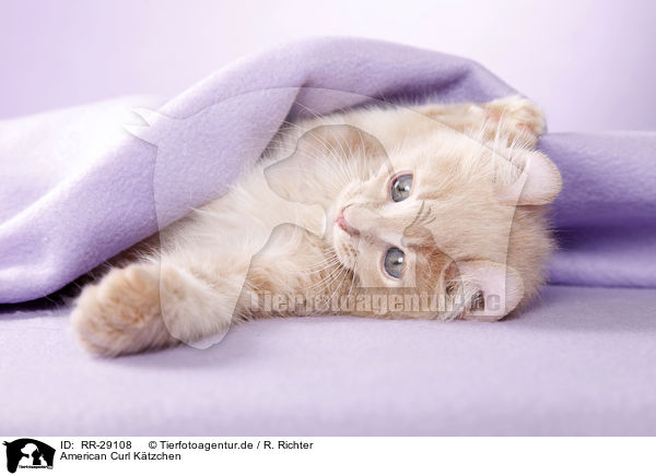 American Curl Ktzchen / RR-29108