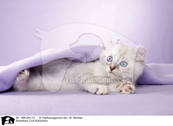 American Curl Ktzchen / RR-29113