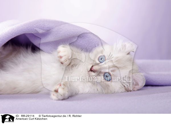 American Curl K�tzchen / RR-29114