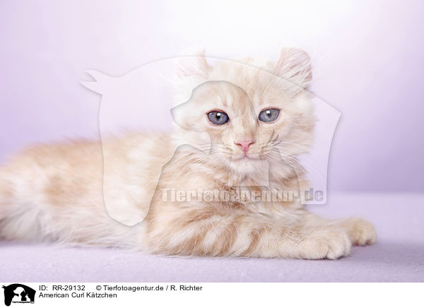 American Curl Ktzchen / RR-29132