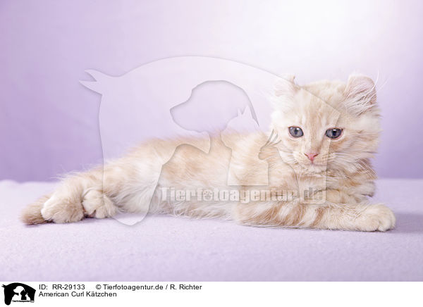 American Curl Ktzchen / American Curl kitten / RR-29133