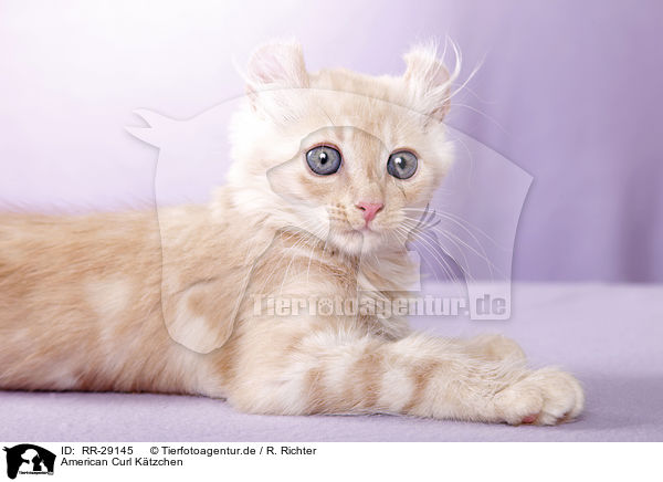 American Curl Ktzchen / American Curl kitten / RR-29145