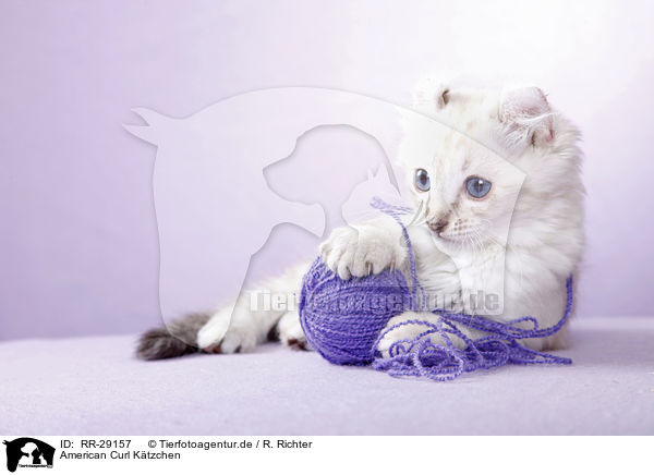 American Curl Ktzchen / American Curl kitten / RR-29157