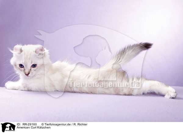 American Curl K�tzchen / RR-29160