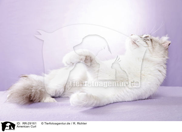 American Curl / RR-29161