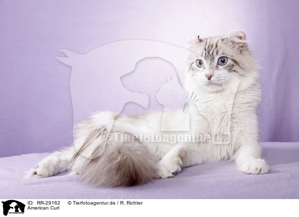 American Curl / RR-29162