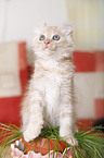 American Curl Ktzchen