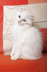 American Curl Ktzchen