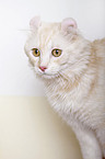 American Curl Portrait